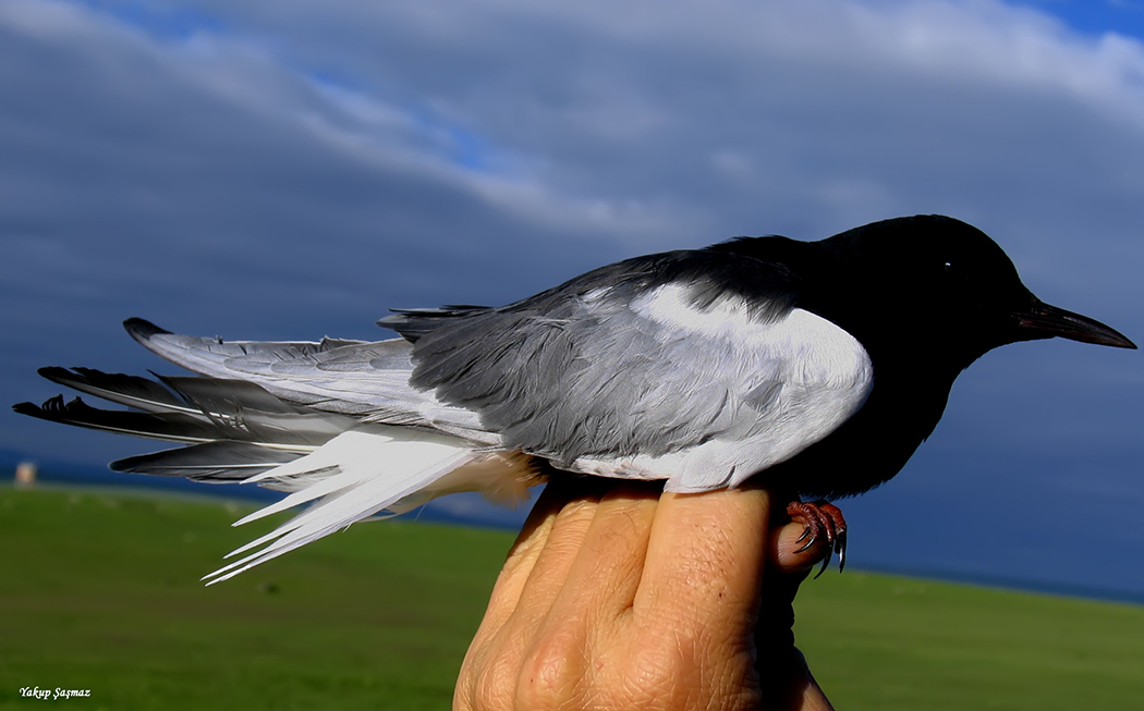White-winged Tern