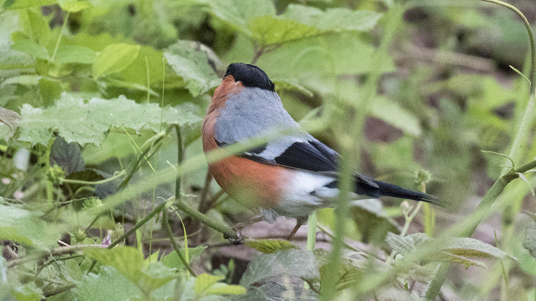 Eurasian Bullfinch