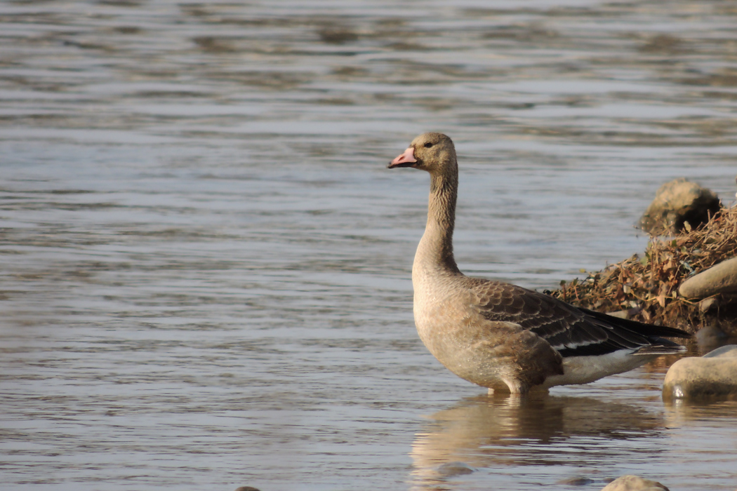 Greater White-fronted Goose