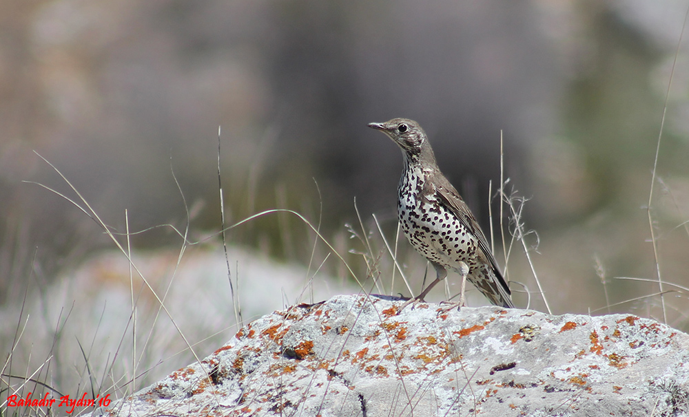 Mistle Thrush