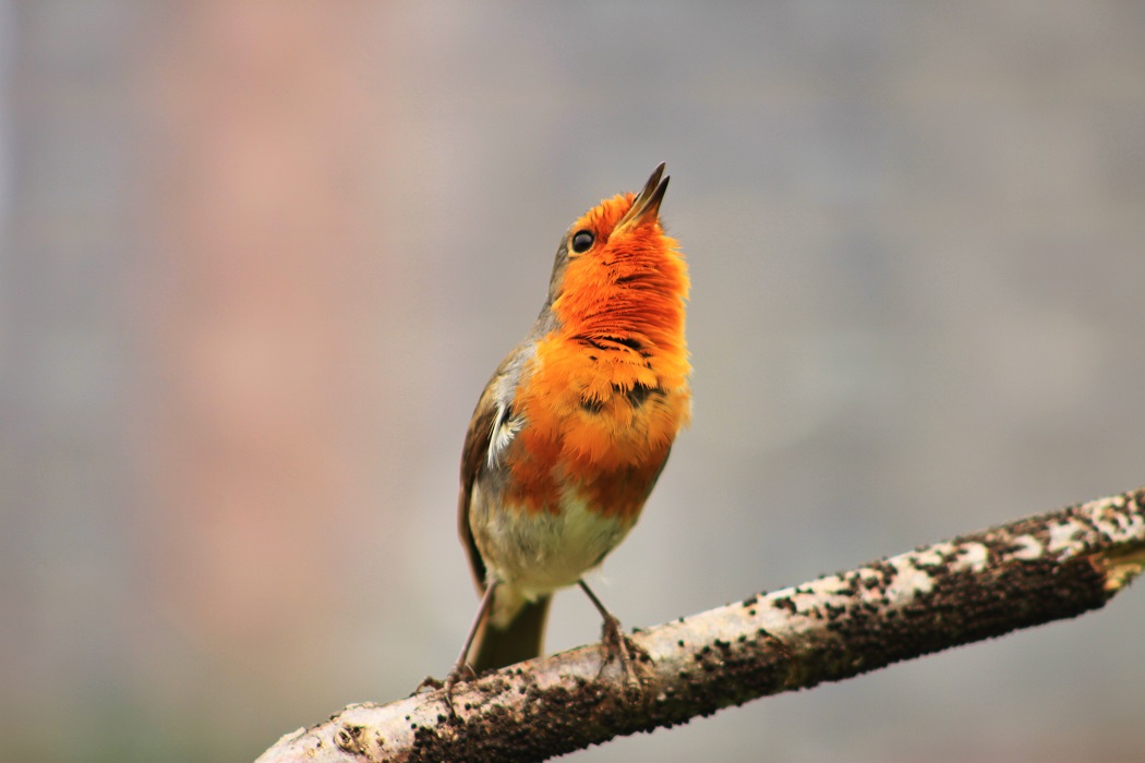 European Robin