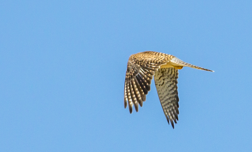 Common Kestrel