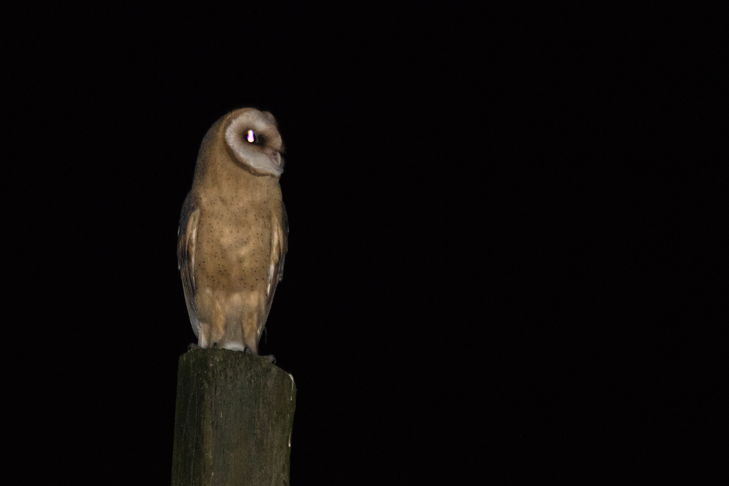Western Barn Owl