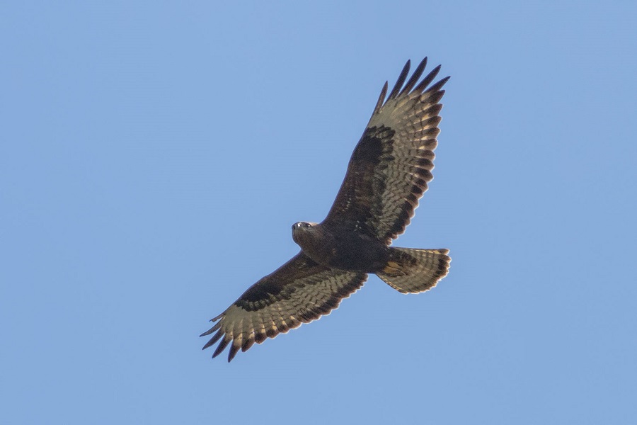 Long-legged Buzzard