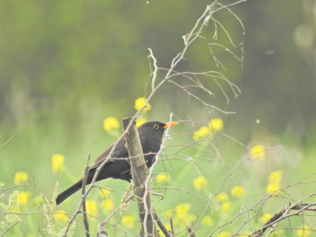 Common Blackbird