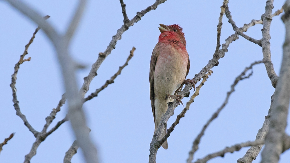 Common Rosefinch