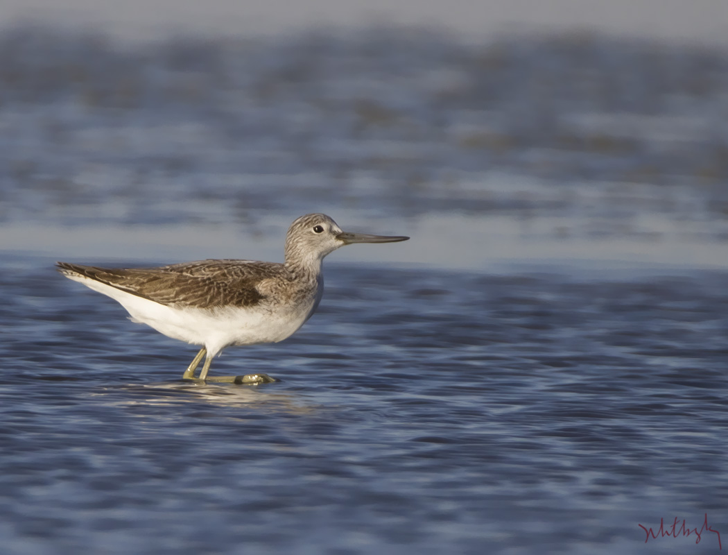 Common Greenshank