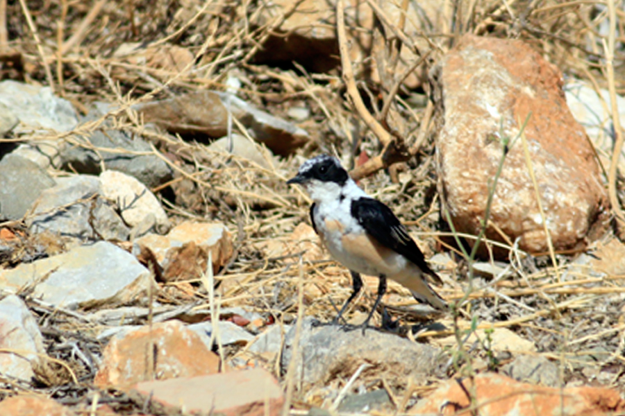 Black-eared Wheatear