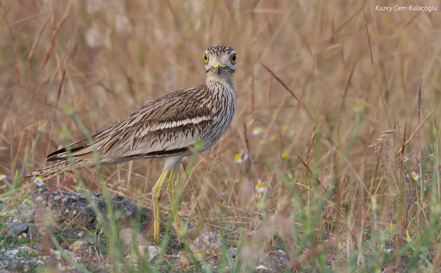 Eurasian Stone-curlew