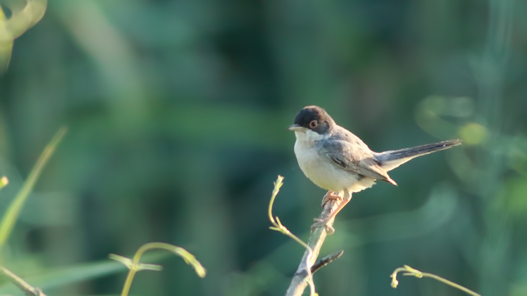 Menetries`s Warbler