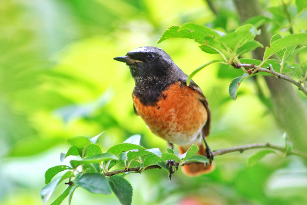 Common Redstart