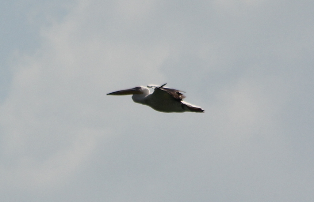 Dalmatian Pelican