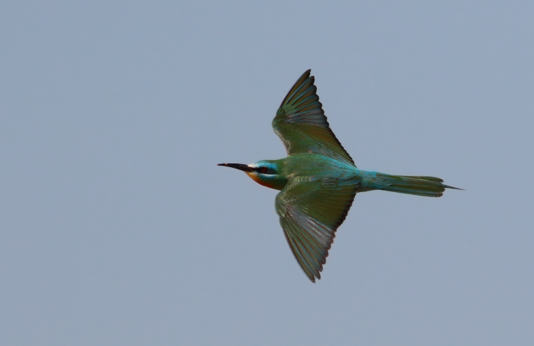 Blue-cheeked Bee-eater
