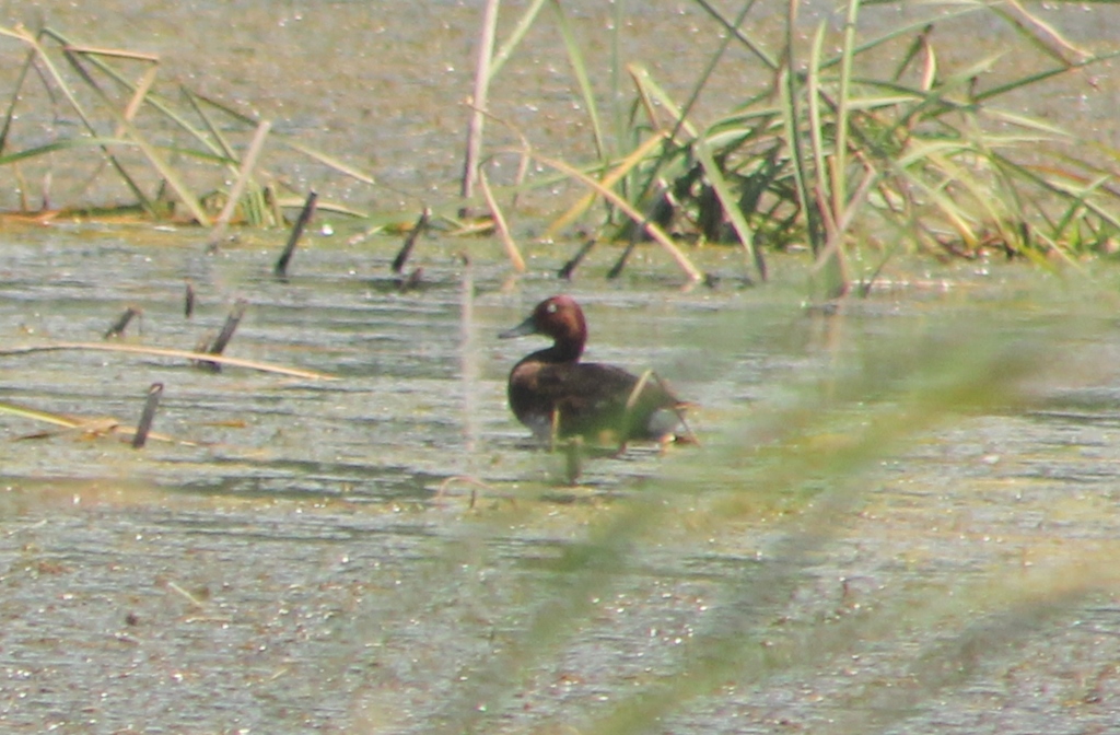 Ferruginous Duck
