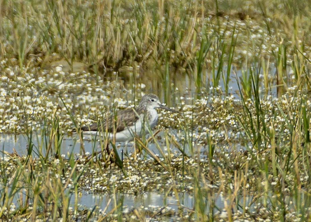 Common Greenshank