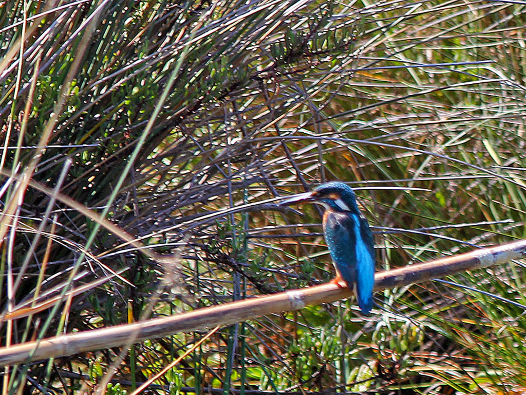 Common Kingfisher