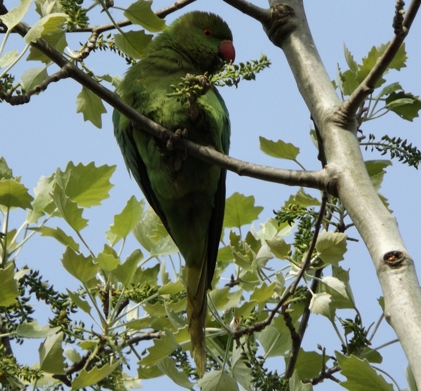 Rose-ringed Parakeet