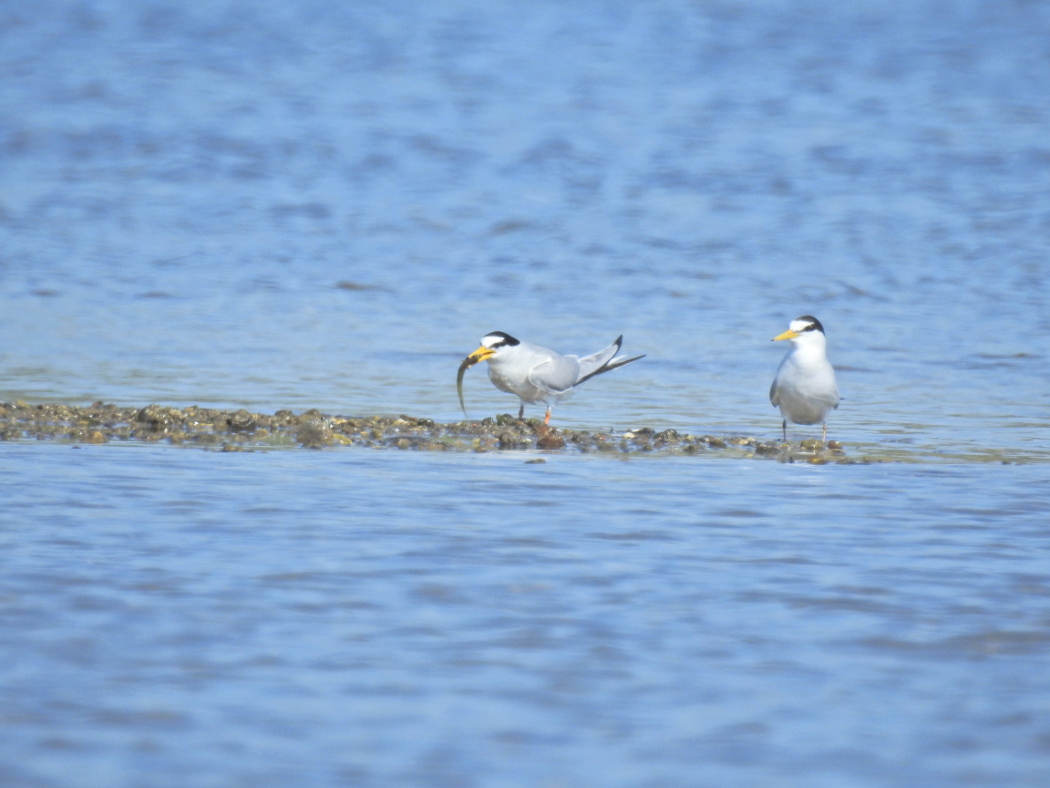 Little Tern