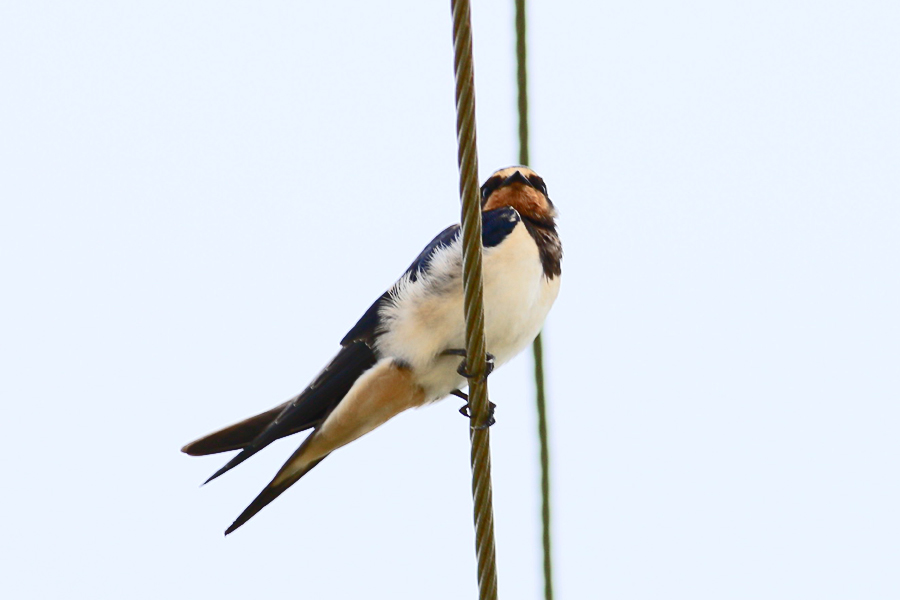 Barn Swallow