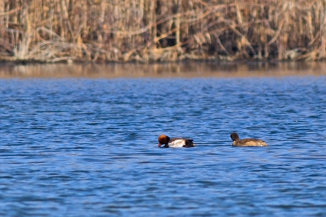 Red-crested Pochard