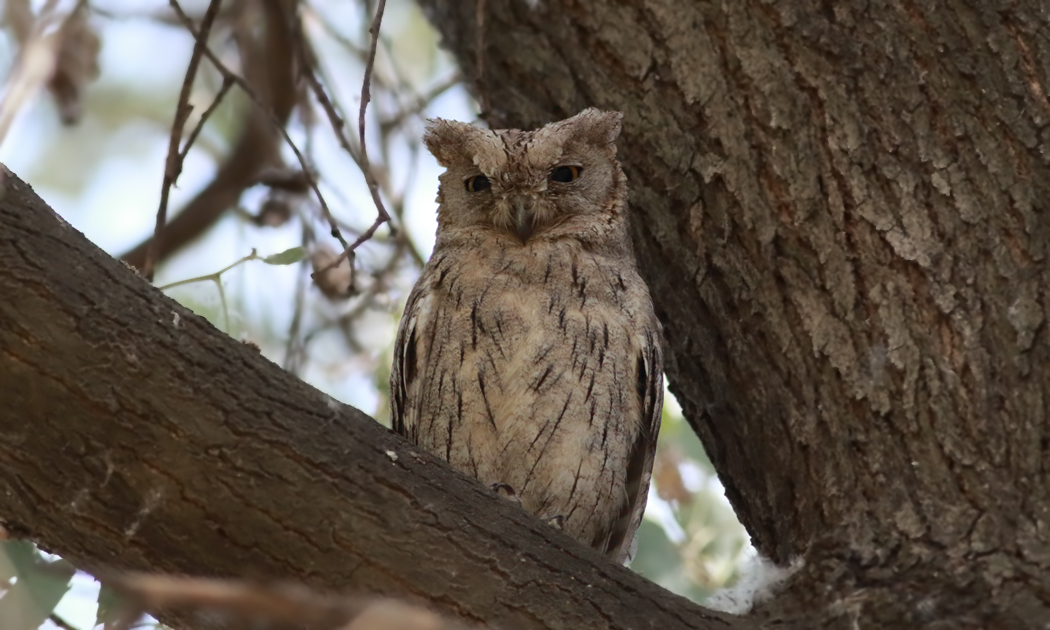 Pallid Scops Owl