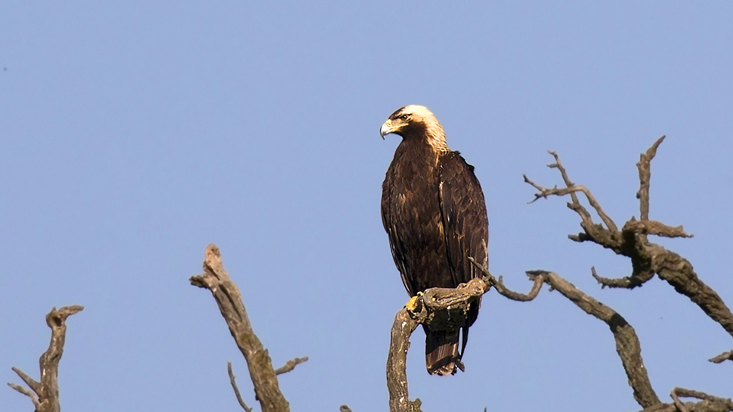 Eastern Imperial Eagle