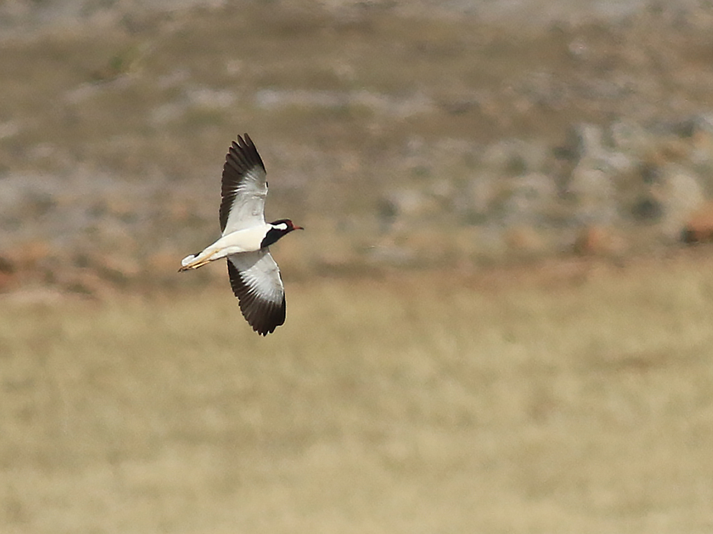 Red-wattled Lapwing