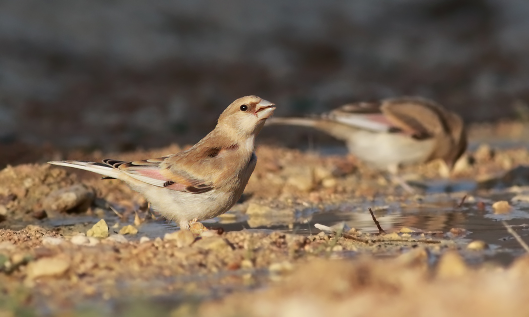 Desert Finch