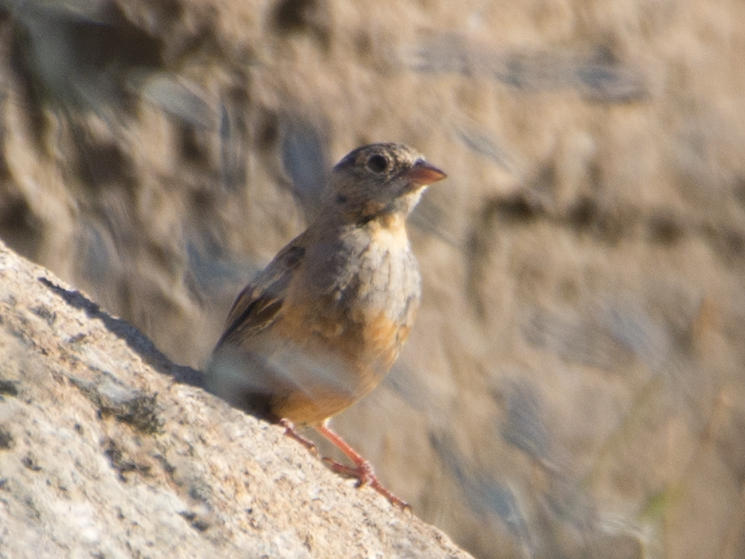Cretzschmar`s Bunting