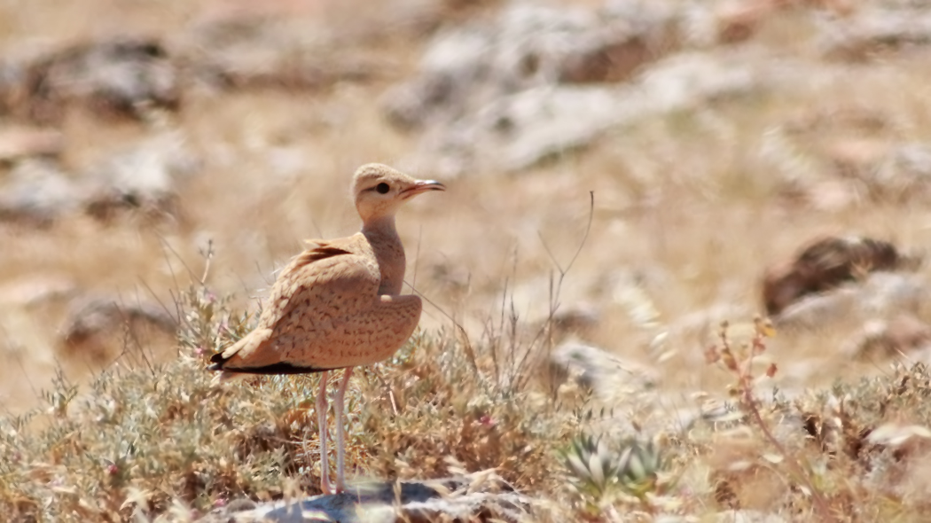 Cream-colored Courser