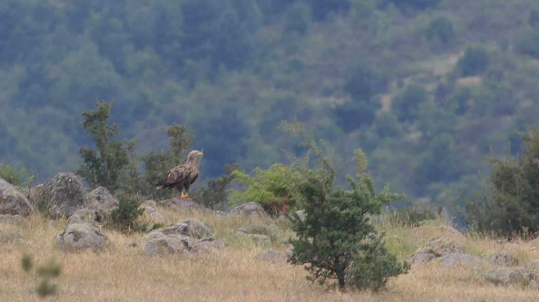 Akkuyruklu Kartal