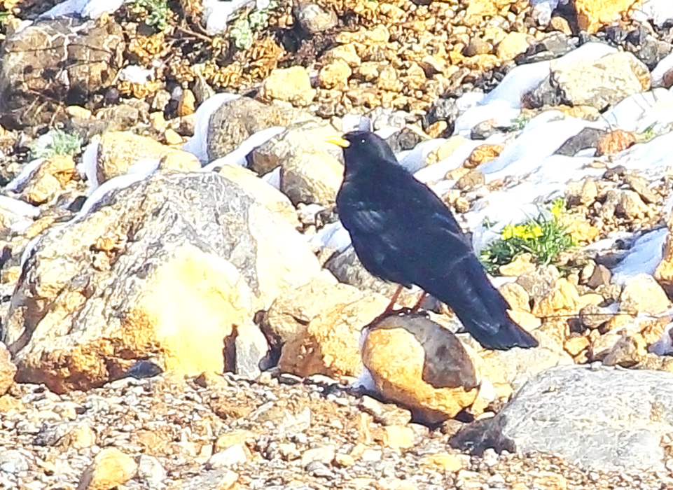 Alpine Chough
