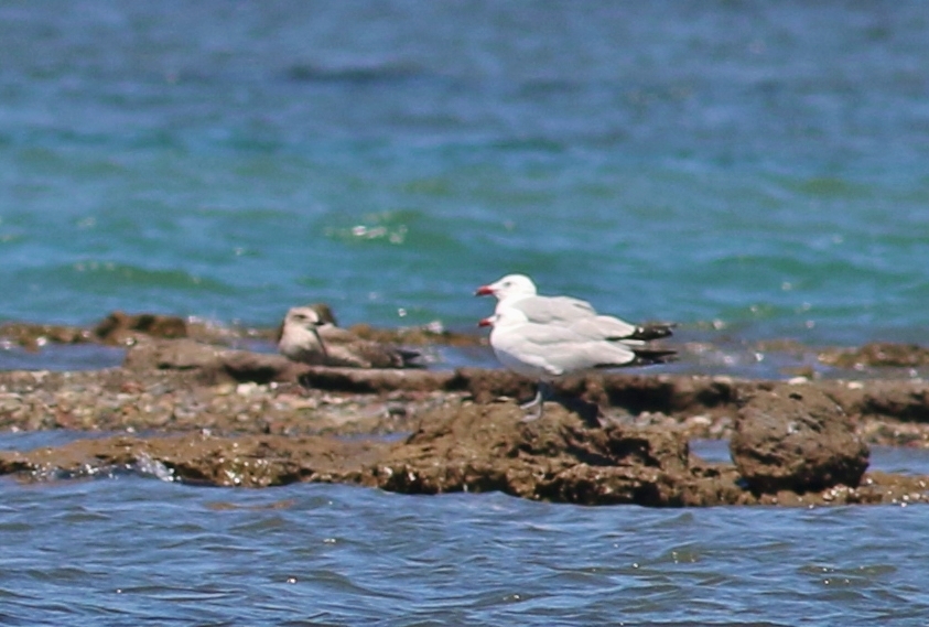 Audouin`s Gull
