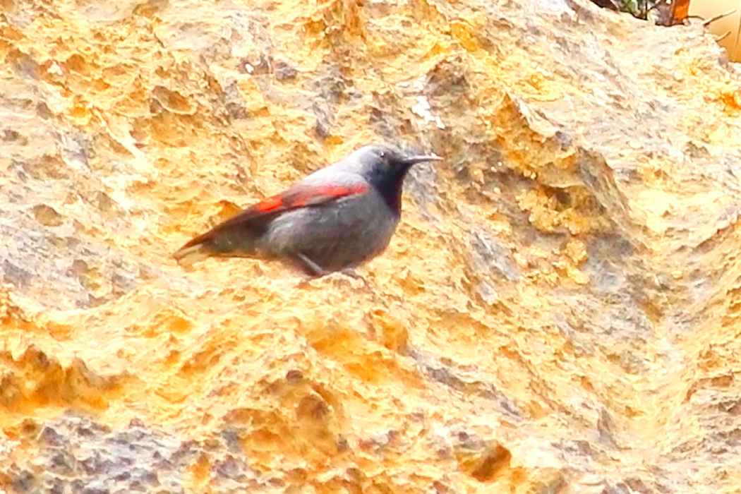 Wallcreeper