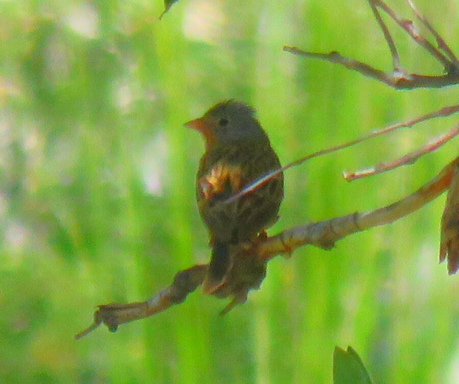 Cretzschmar`s Bunting
