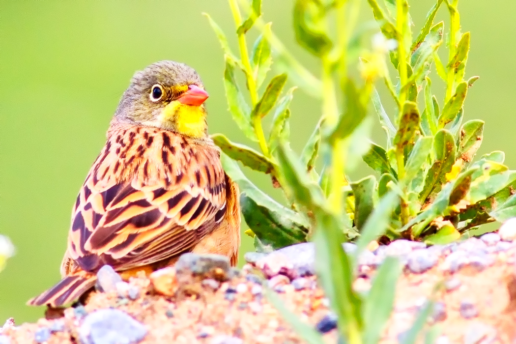 Ortolan Bunting