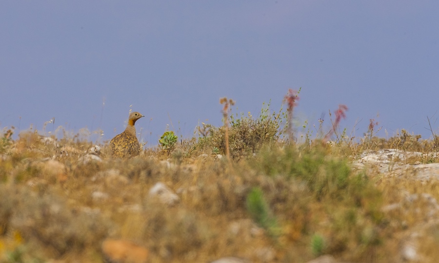 Black-bellied Sandgrouse