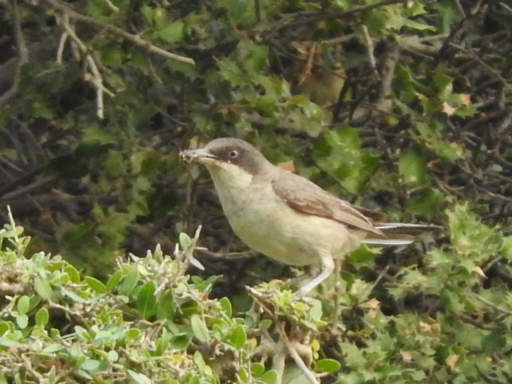 Eastern Orphean Warbler