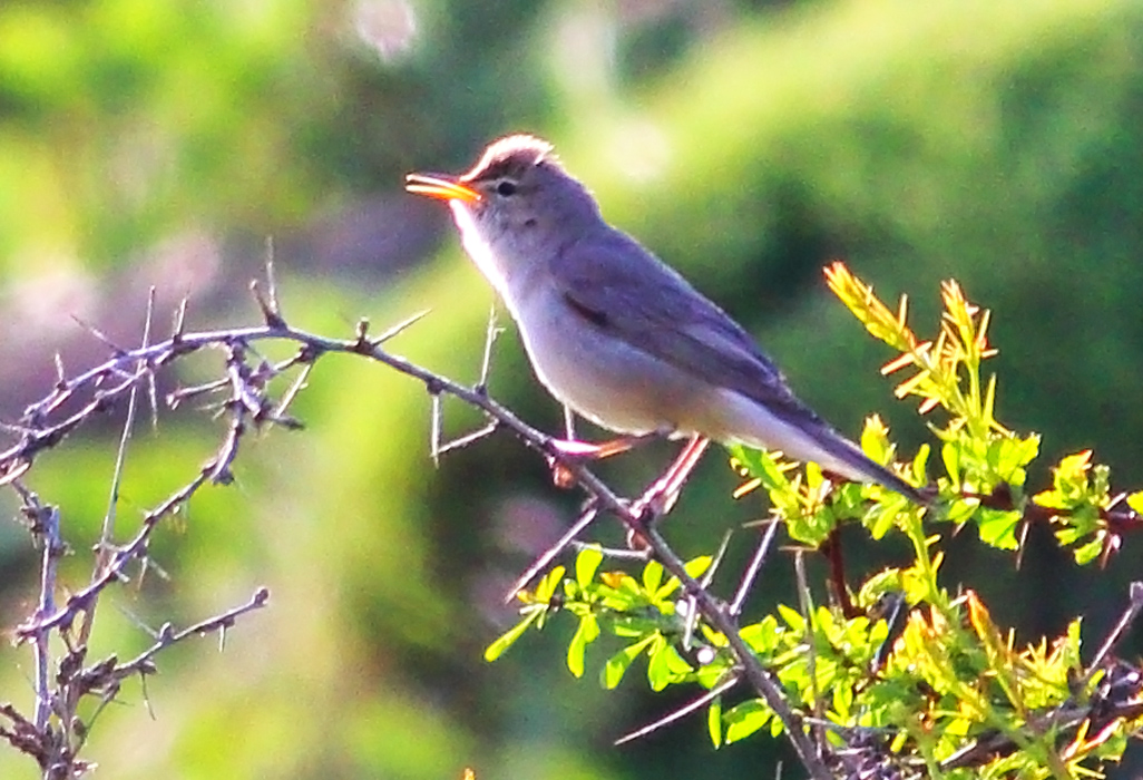 Upcher`s Warbler