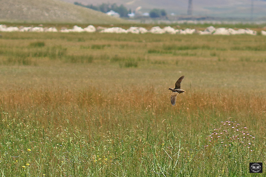 Common Quail