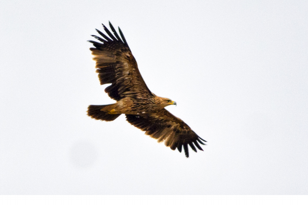 Eastern Imperial Eagle