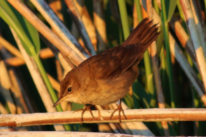 Savi`s Warbler