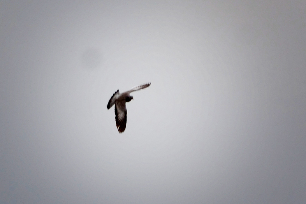 Stock Dove