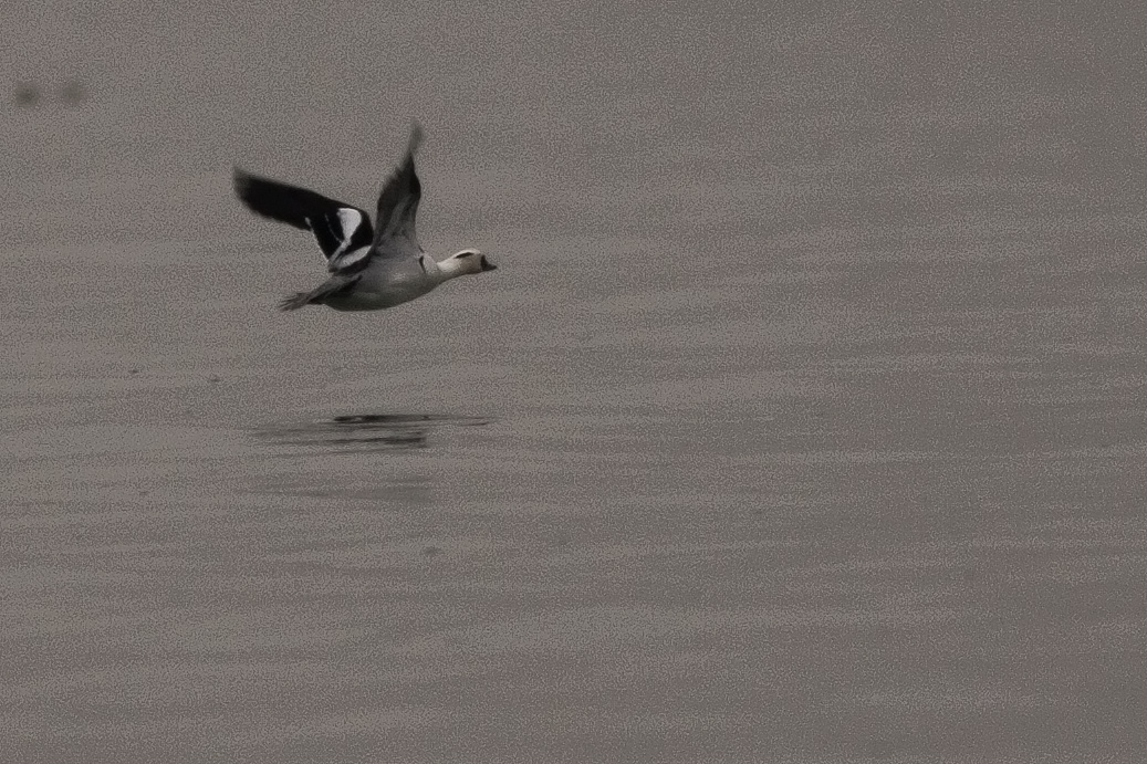 Smew