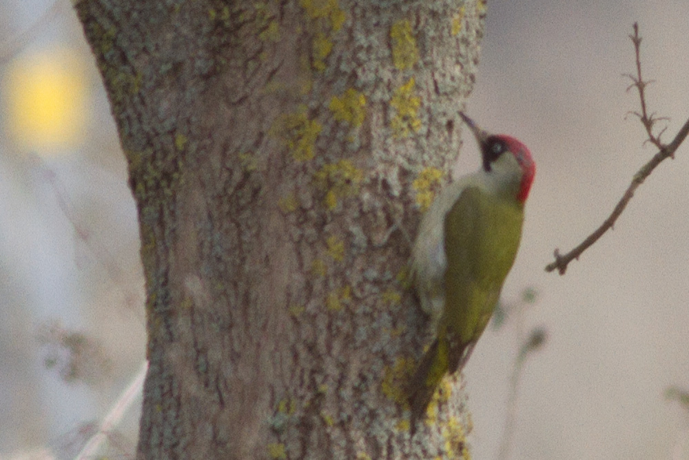 European Green Woodpecker