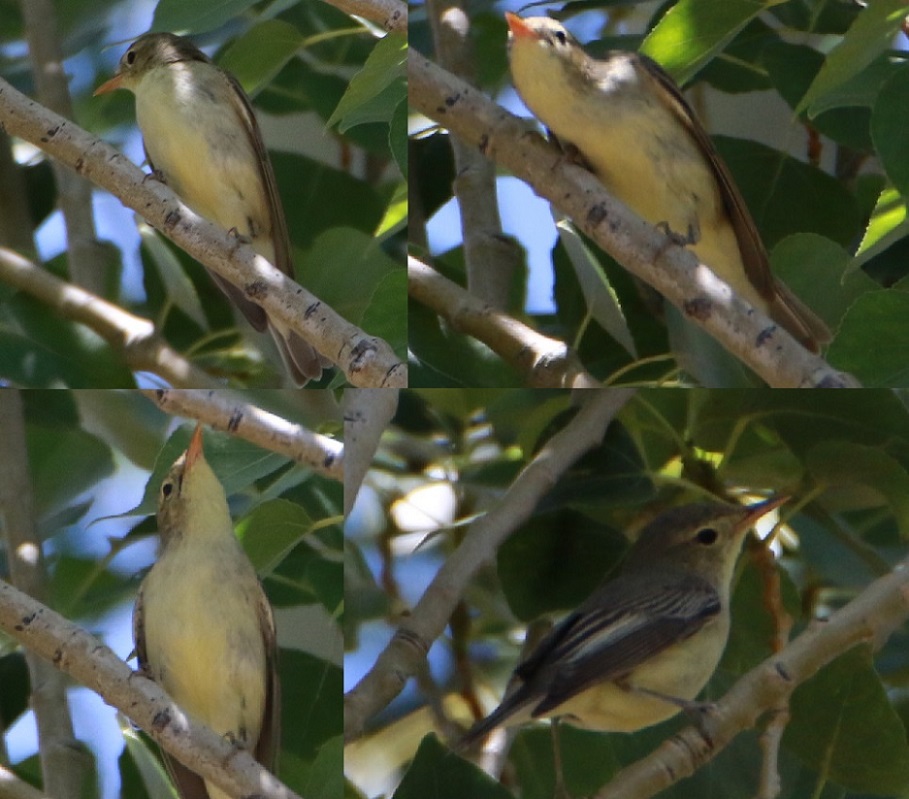 Icterine Warbler