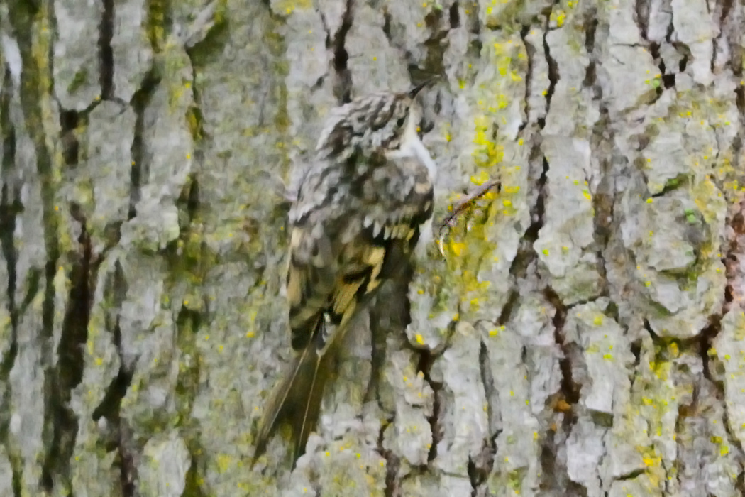 Eurasian Treecreeper