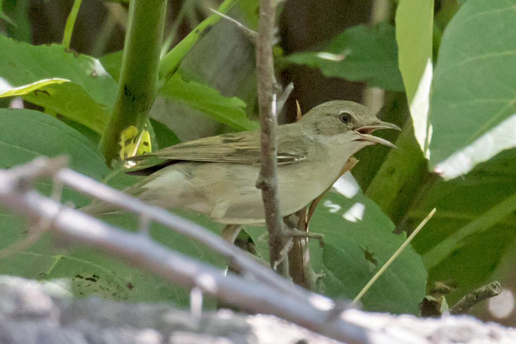 Eastern Orphean Warbler