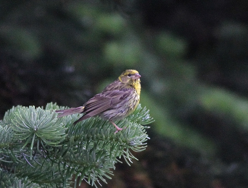 European Serin