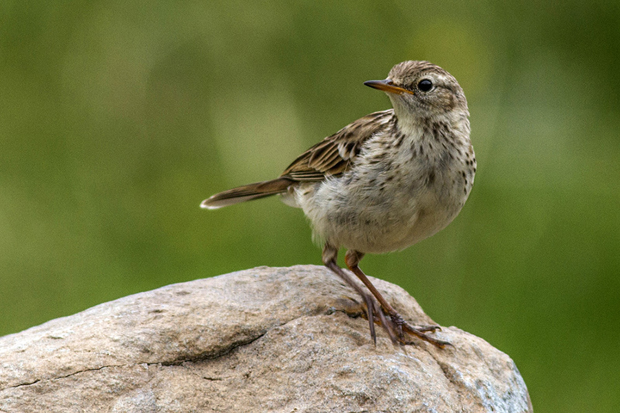 Water Pipit